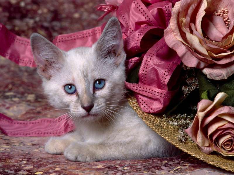 Siamese Kitten Wallpaper