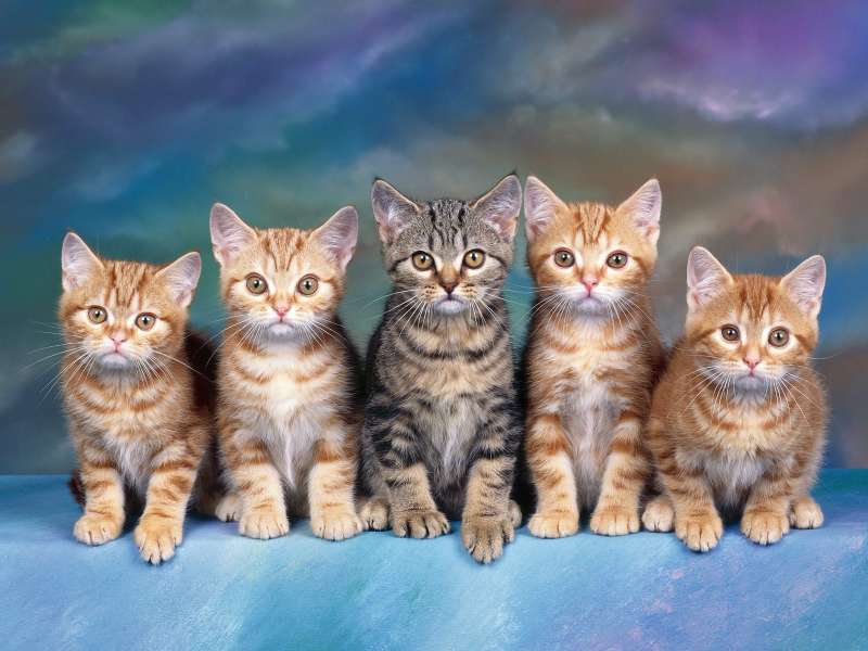 Tabby Kittens Wallpaper