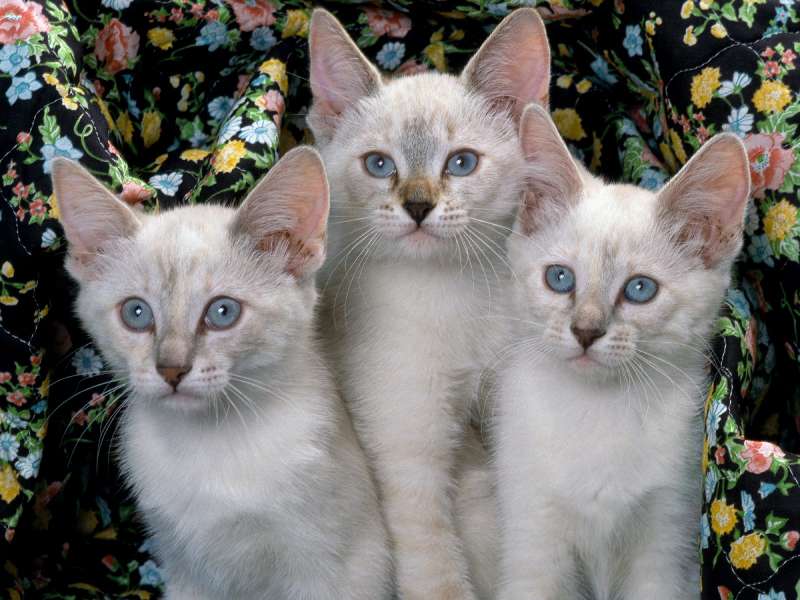 Siamese Kittens Wallpaper