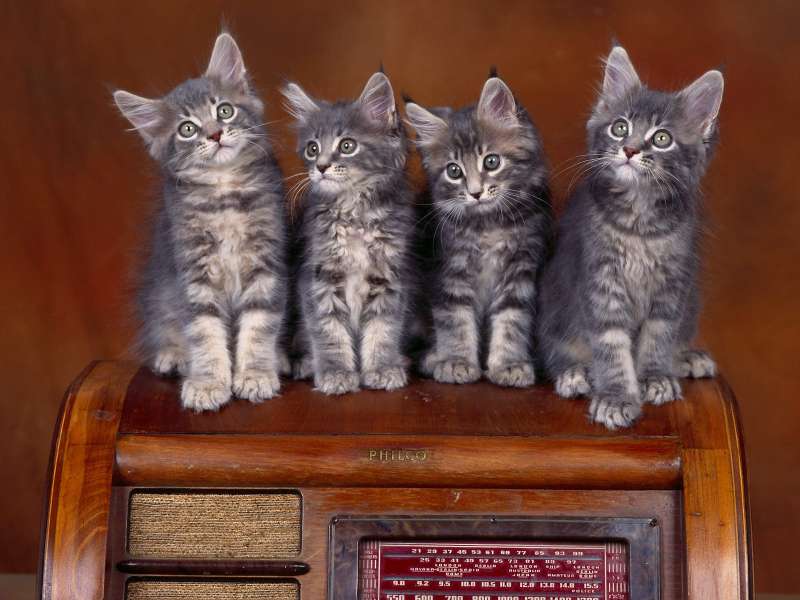 Coon Kittens Wallpaper