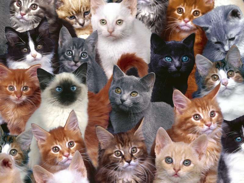 Collection Of Kittens Wallpaper