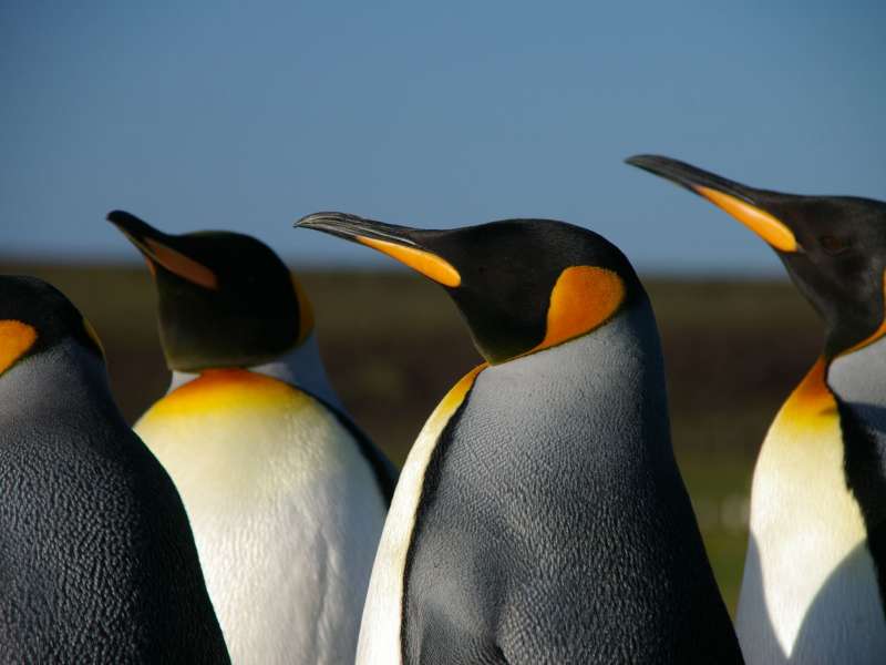 Penguins Wallpaper