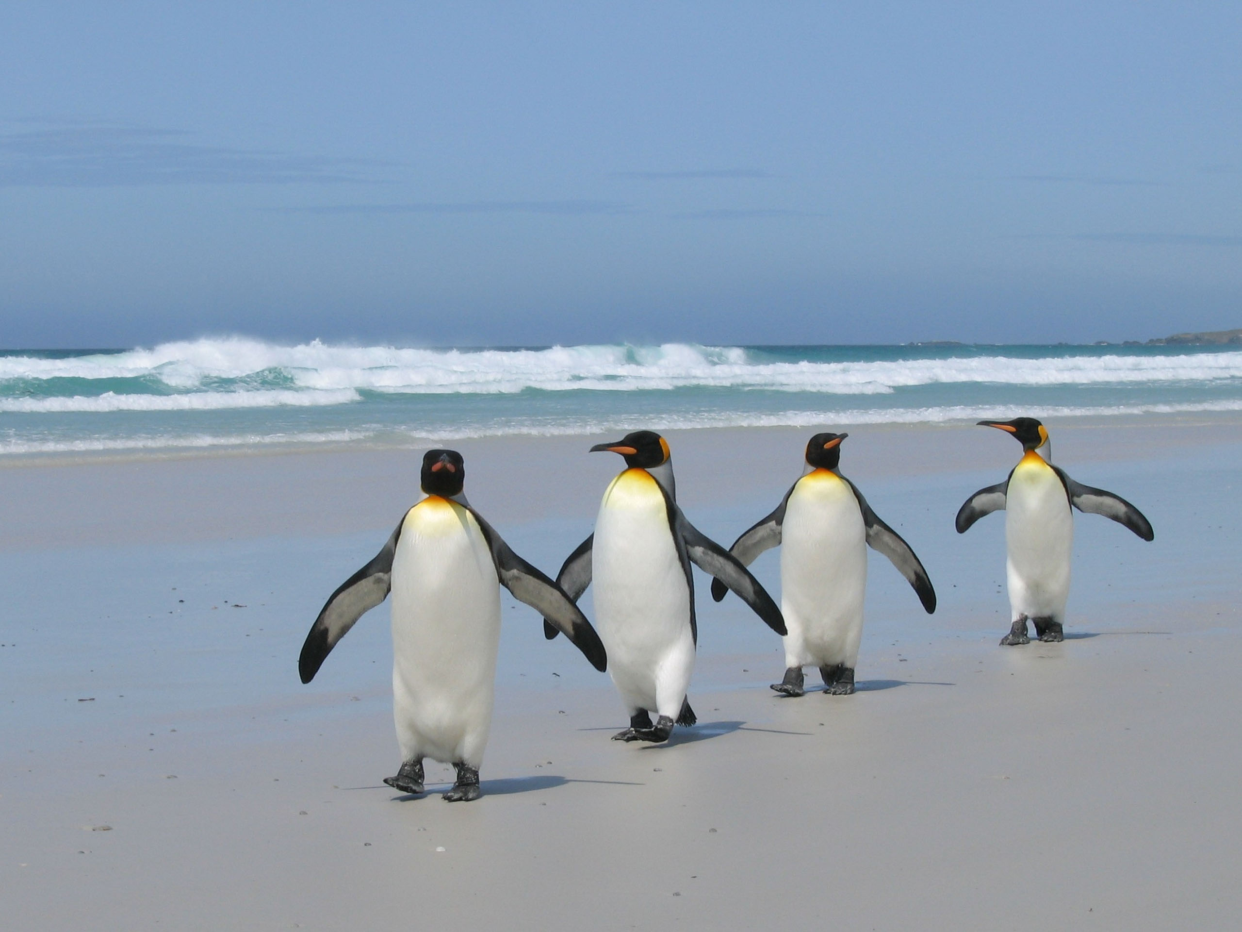 Где есть пингвины. Королевский Пингвин самка. Королевский Пингвин в Антарктиде. Императорский Пингвин в Антарктиде. Королевские пингвины Атлантического океана.